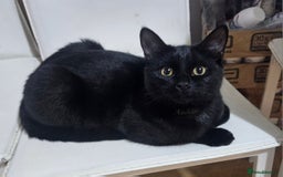 British Shorthair cats for sale: Beautiful 7 month Kitten Brother & Sister - Image 5