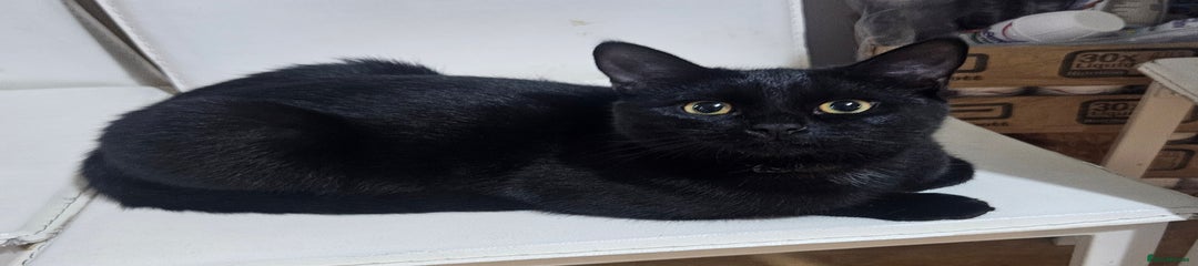 British Shorthair Kitten Shadow