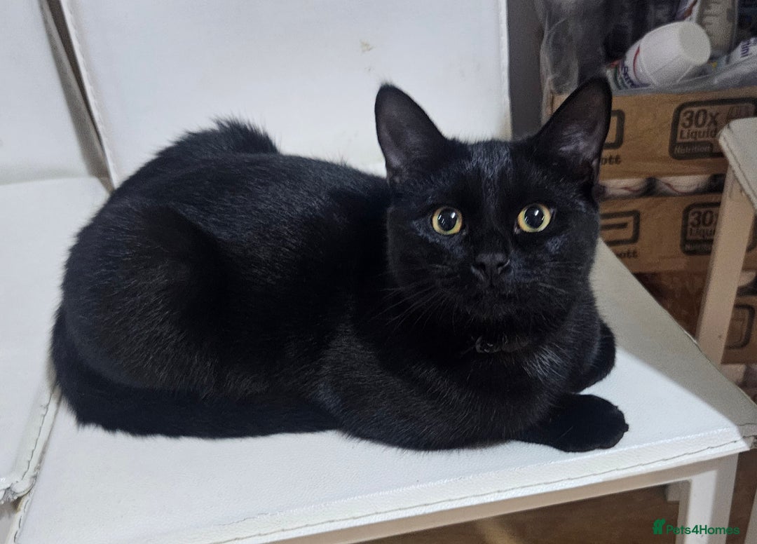 British Shorthair cats for sale: Beautiful 7 month Kitten Brother & Sister - Image 5