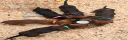 Dachshund dogs for sale: Miniature Wire hair Dachshund puppies  - Advert 4