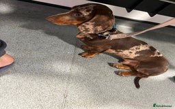 Miniature Dachshund dogs for stud: KC miniature chocolate dapple stud Proven in Wolverhampton - Image 2