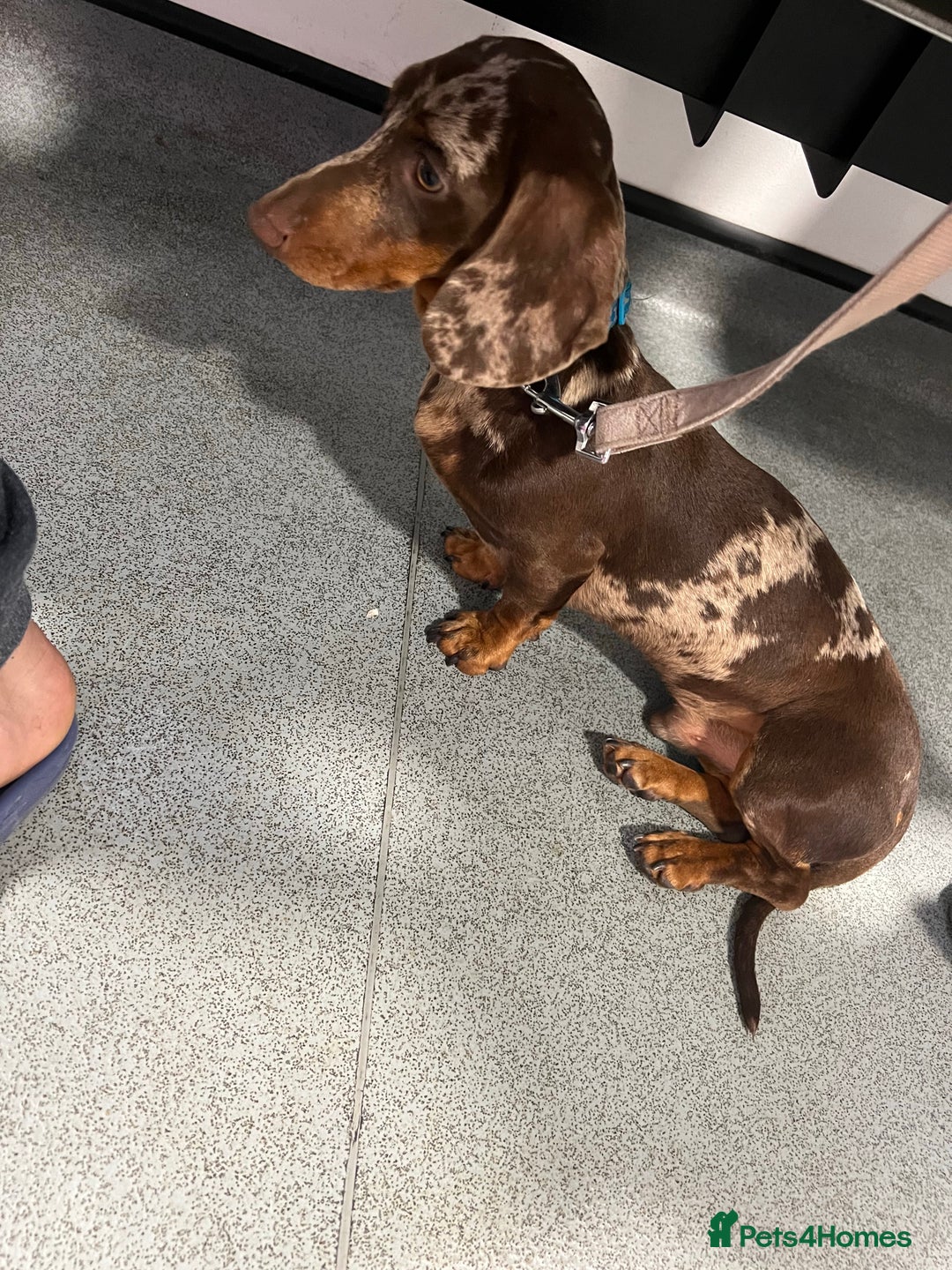 Miniature Dachshund dogs for stud: KC miniature chocolate dapple stud Proven in Wolverhampton - Image 2