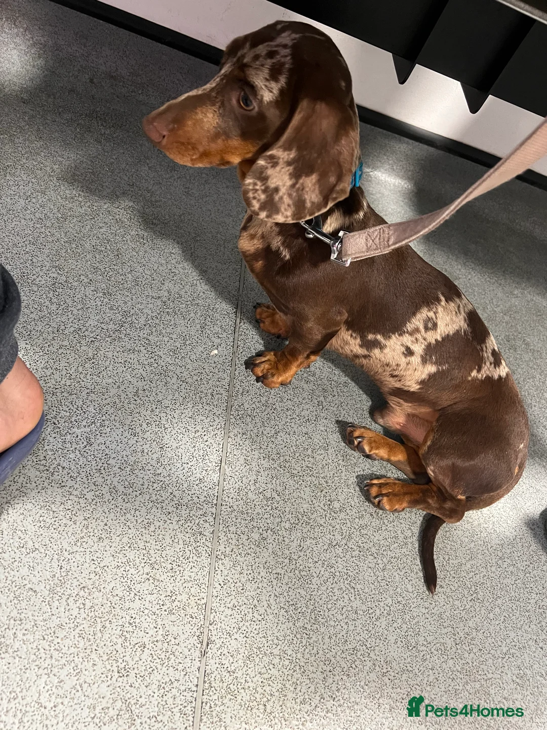 Miniature Dachshund dogs for stud: KC miniature chocolate dapple stud Proven in Wolverhampton - Advert 2