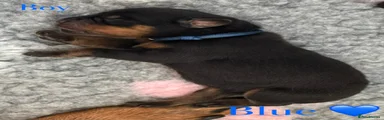Rottweiler Puppy 2