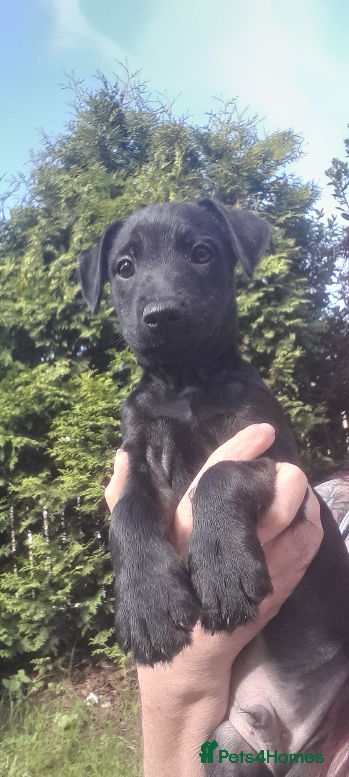 Mixed Breed Puppy 6