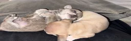 Chihuahua dogs for sale: 1 Male 1 female chihuahua for loving homes - Advert 15