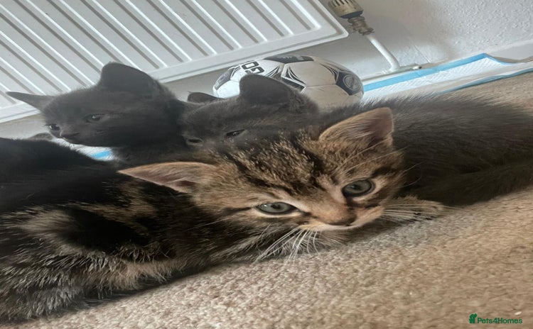 Domestic Shorthair cats - Advert 1