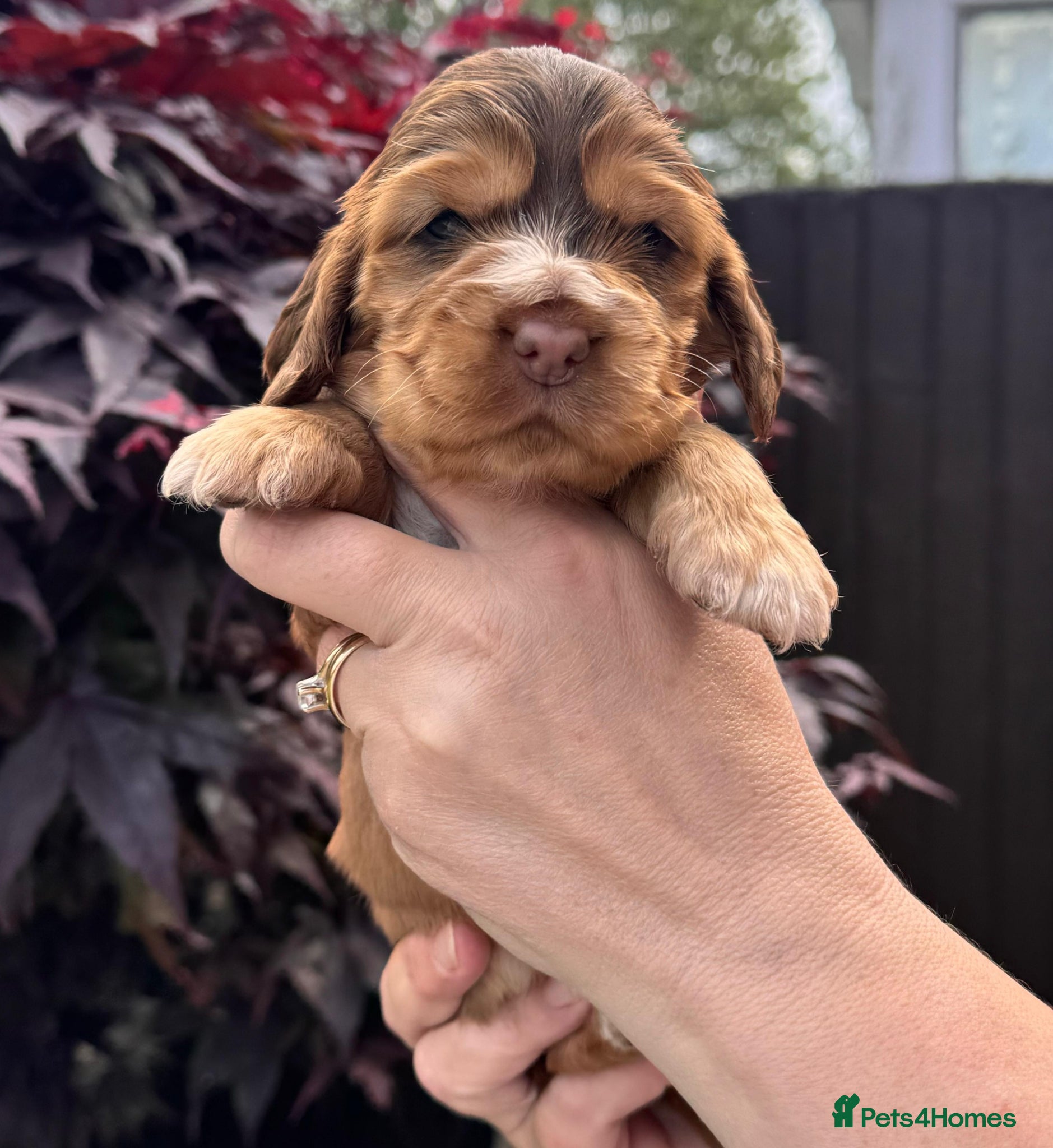 Cocker Spaniel dogs 💜🧡💛🩷❤️ OUTSTANDING KC SHOW COCKER SPANIELS 🌟 - Advert 1