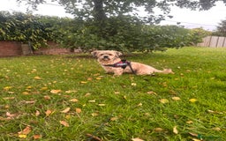 Lhasa Apso dogs for sale: Lhasa Apso Male - Image 1
