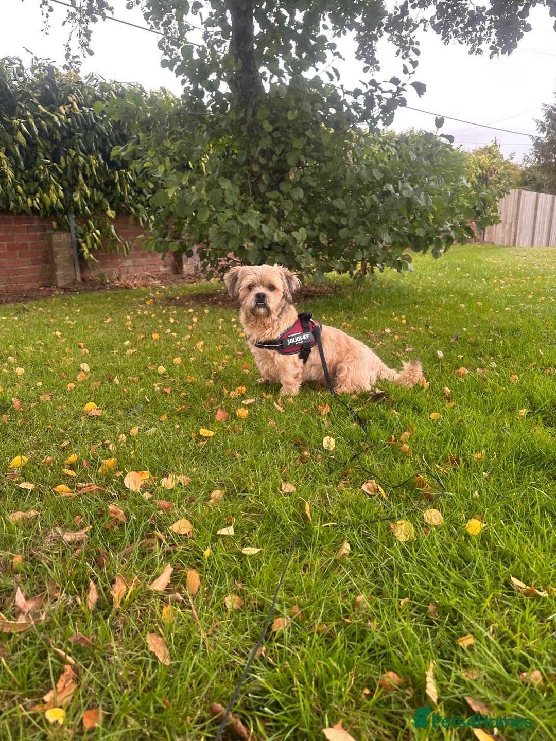 Lhasa Apso dogs for sale: Lhasa Apso Male - Image 1