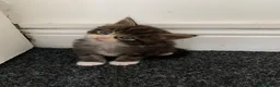 Mixed Breed cats for sale: Mixed Main Coon kittens  - Advert 2