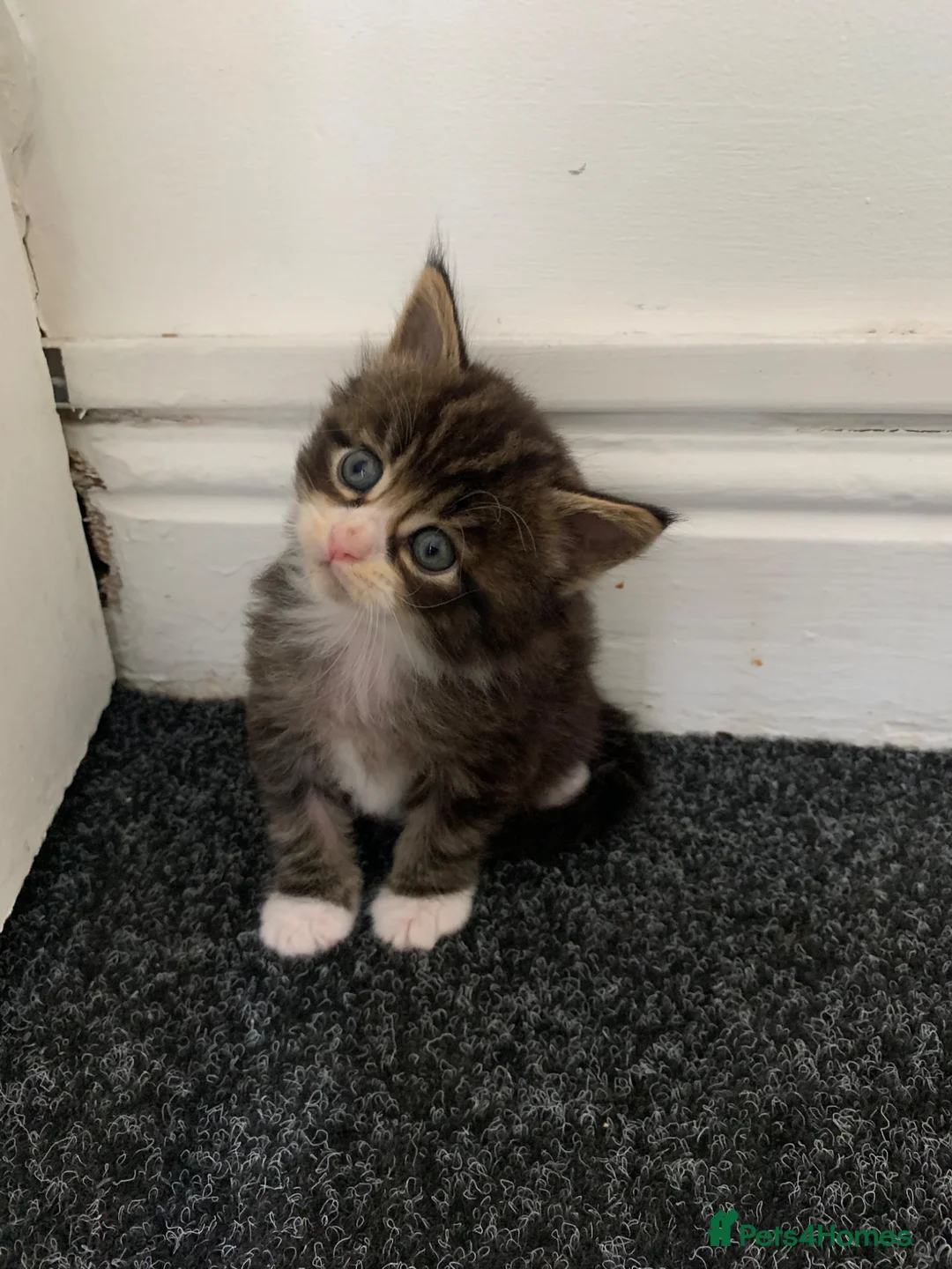 Mixed Breed cats for sale: Mixed Main Coon kittens  - Advert 2