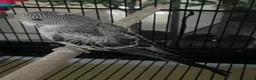 Budgerigars birds for sale: Black Budgie  in Sunderland - Advert 2