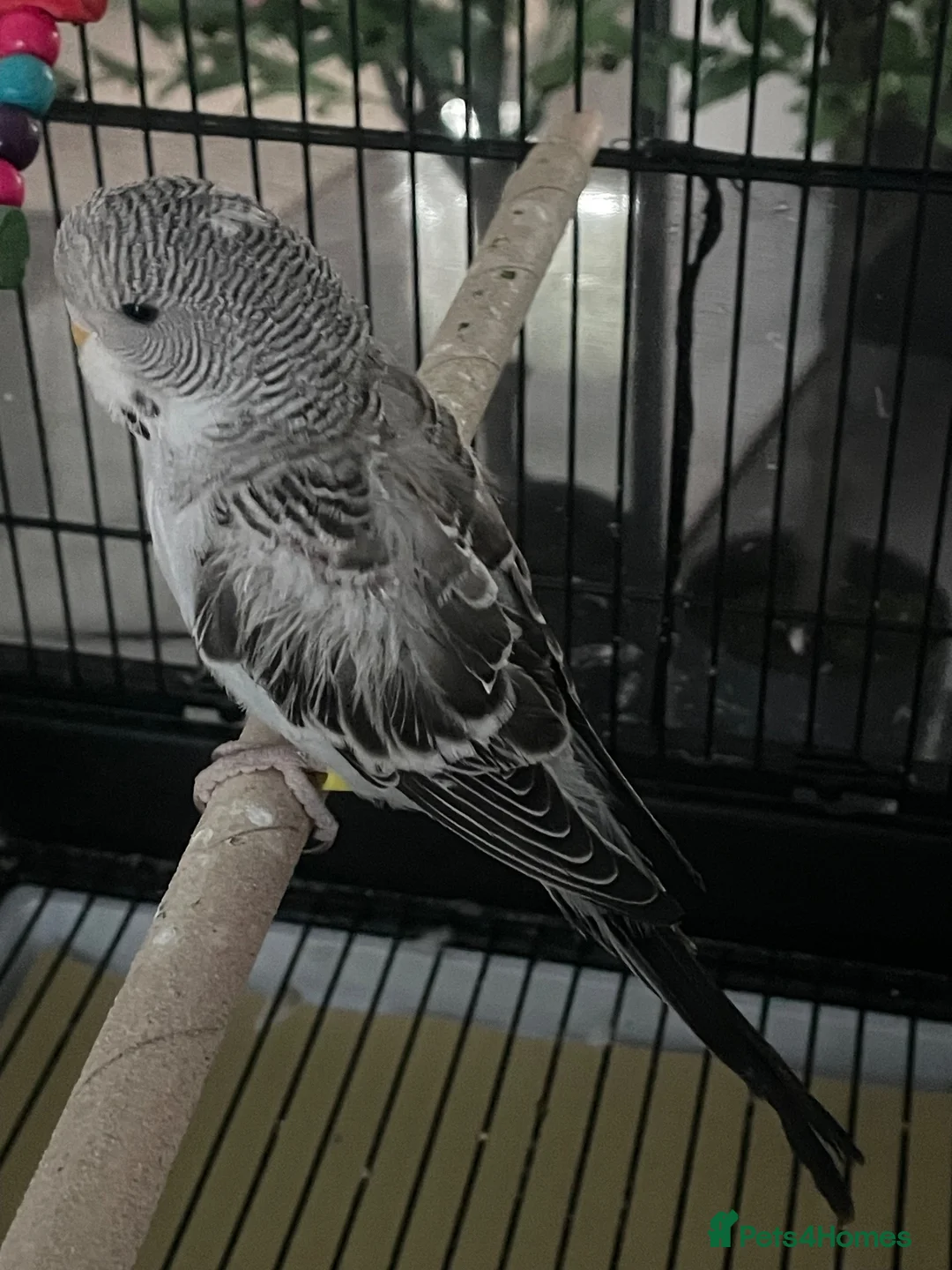 Budgerigars birds for sale: Black Budgie  in Sunderland - Advert 2