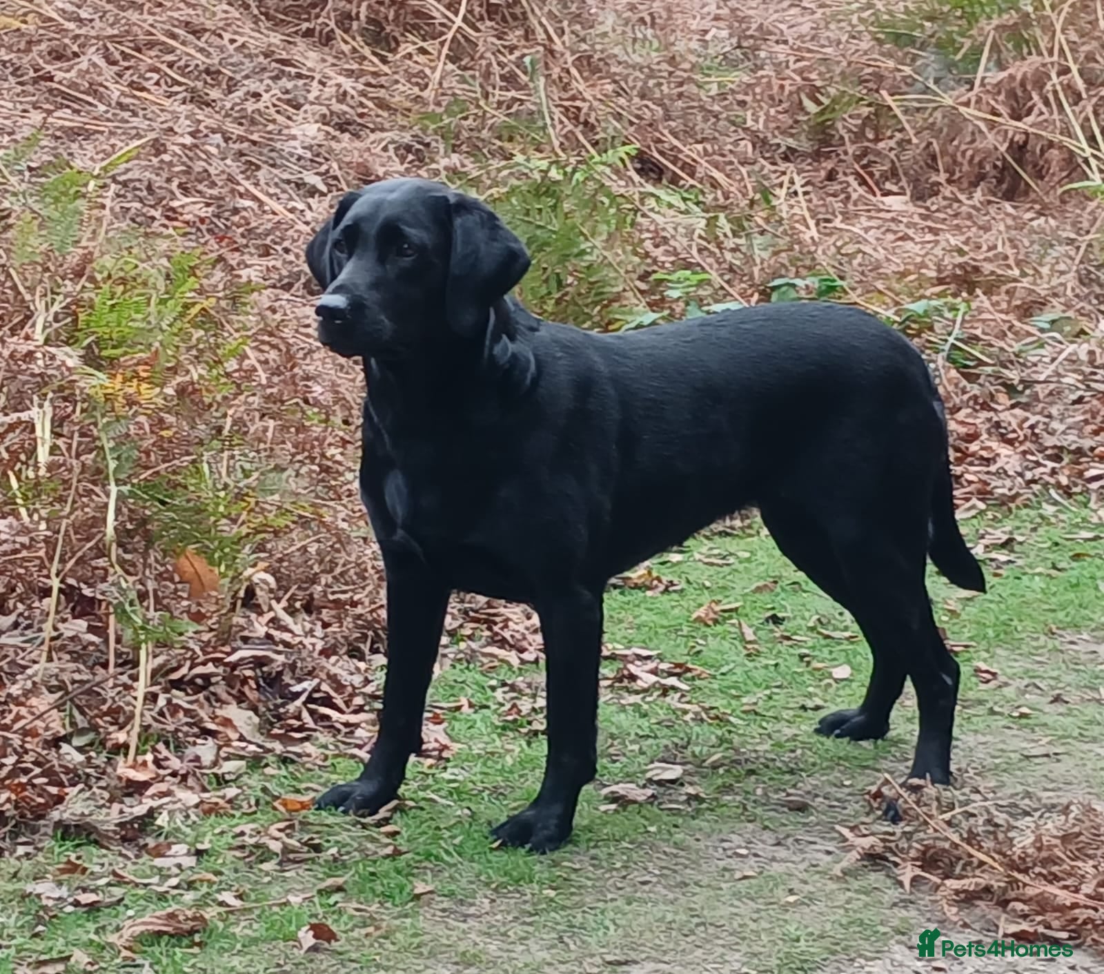 Labrador Retriever dogs for sale: Beautiful 2x KC Reg Fox Red Labrador Dog Puppies  - Advert 1
