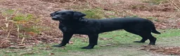 Labrador Retriever dogs for sale: Beautiful 2x KC Reg Fox Red Labrador Dog Puppies  in New Milton - Advert 1