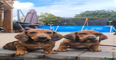 Dachshund dogs in Coventry - Advert 15