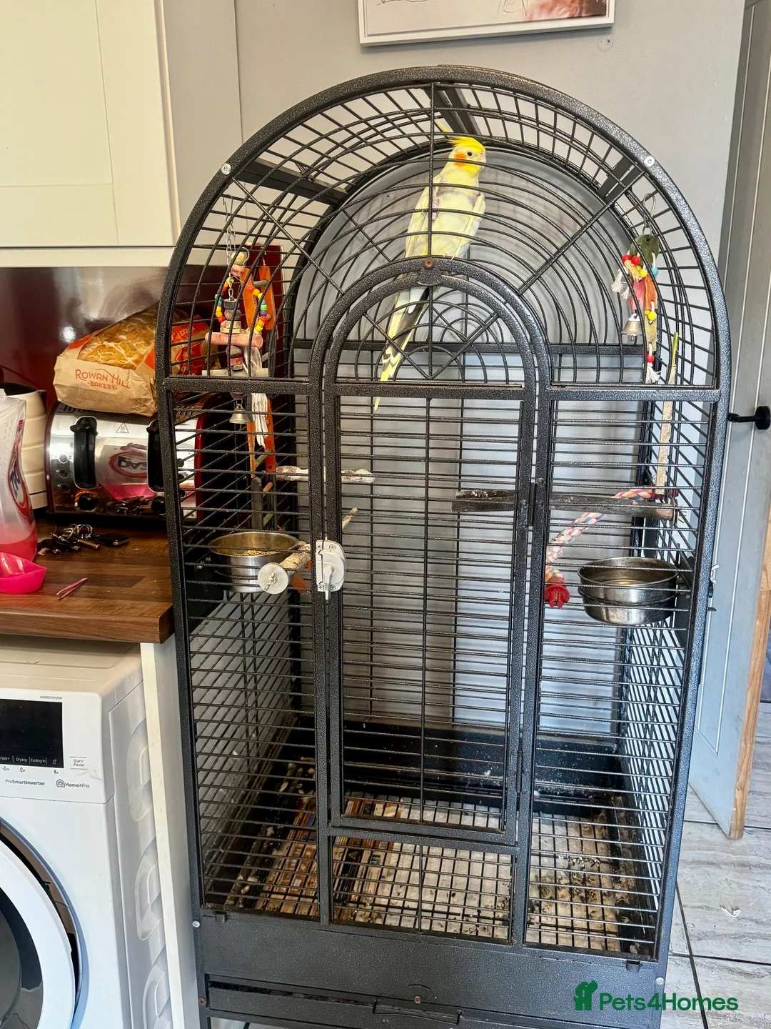Cockatiels birds for sale: FRIENDLY TAME COCKATIEL in Doncaster - Advert 2