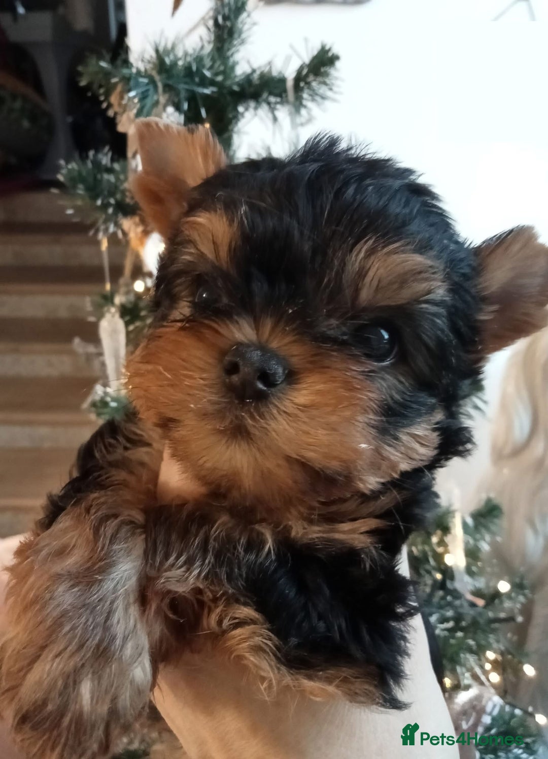 Yorkshire Terrier dogs for sale: Girl, Show quality, KC reg 18 champions bloodline - Advert 4