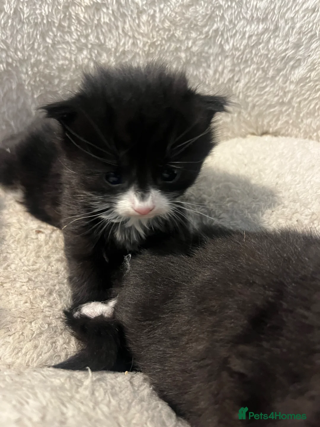 Mixed Breed cats for sale: Beautiful Persian X 3rdGen mainecoon  - Advert 2