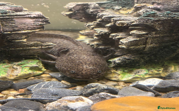 Axolotl reptiles - Advert 2