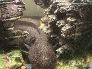 Axolotl reptiles - Advert 1