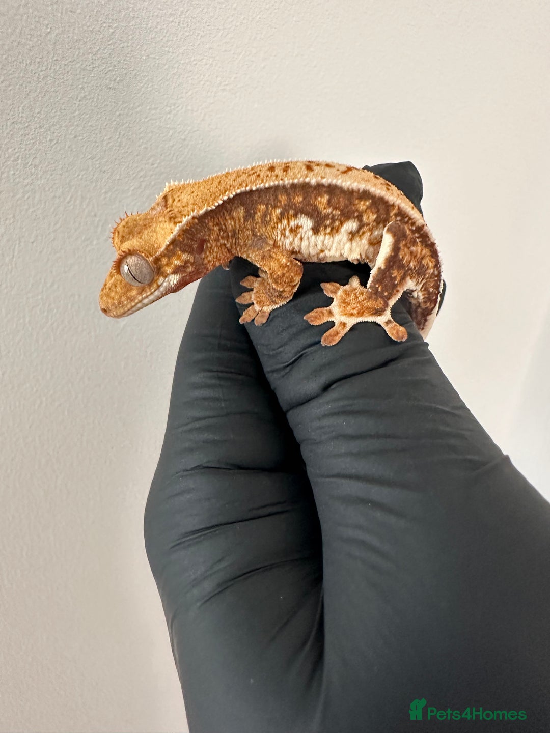 Gecko reptiles for sale: Crested Gecko babies/juveniles - Red Lily whites  in Leicester - Advert 6
