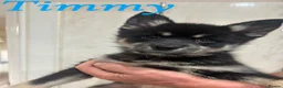 Pomsky dogs for sale: F3 pomsky puppy's for sale  - Advert 13