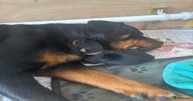 Rottweiler dogs - Advert 16