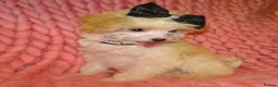 Maltipoo dogs for sale: XXS Apricot F1 Maltese X Toy Poodle Maltipoo Puppy - Advert 8