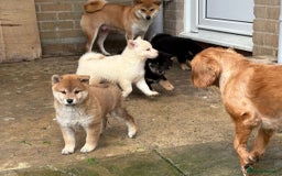 Japanese Shiba Inu dogs for sale: Multi champion Japanese Shiba Inu’s - Image 5
