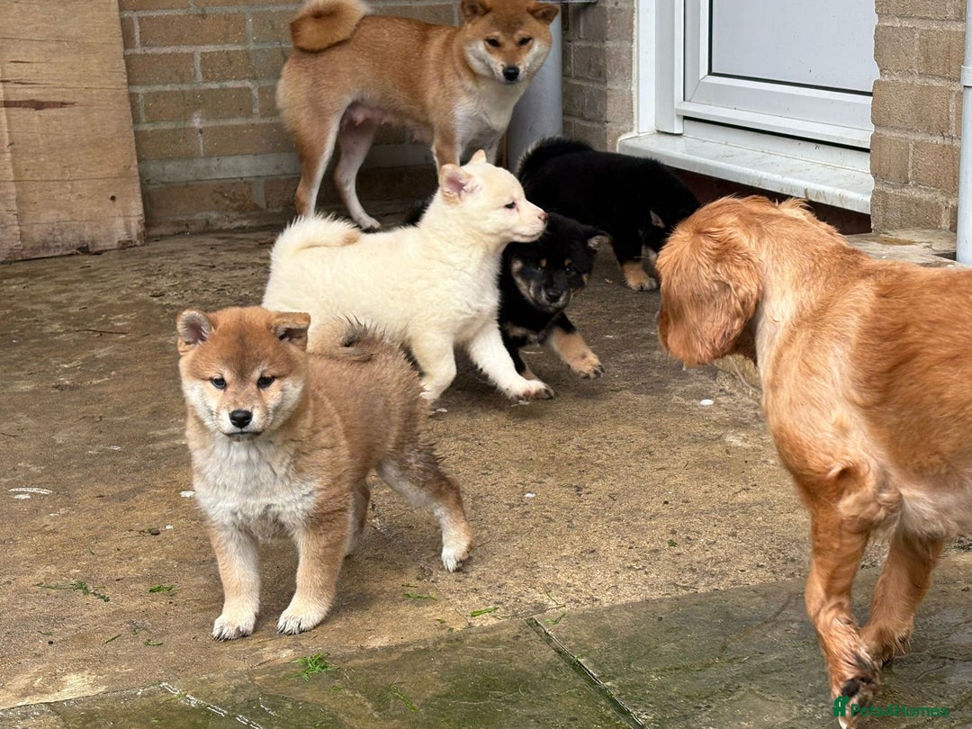 Japanese Shiba Inu dogs for sale: Multi champion Japanese Shiba Inu’s - Image 5