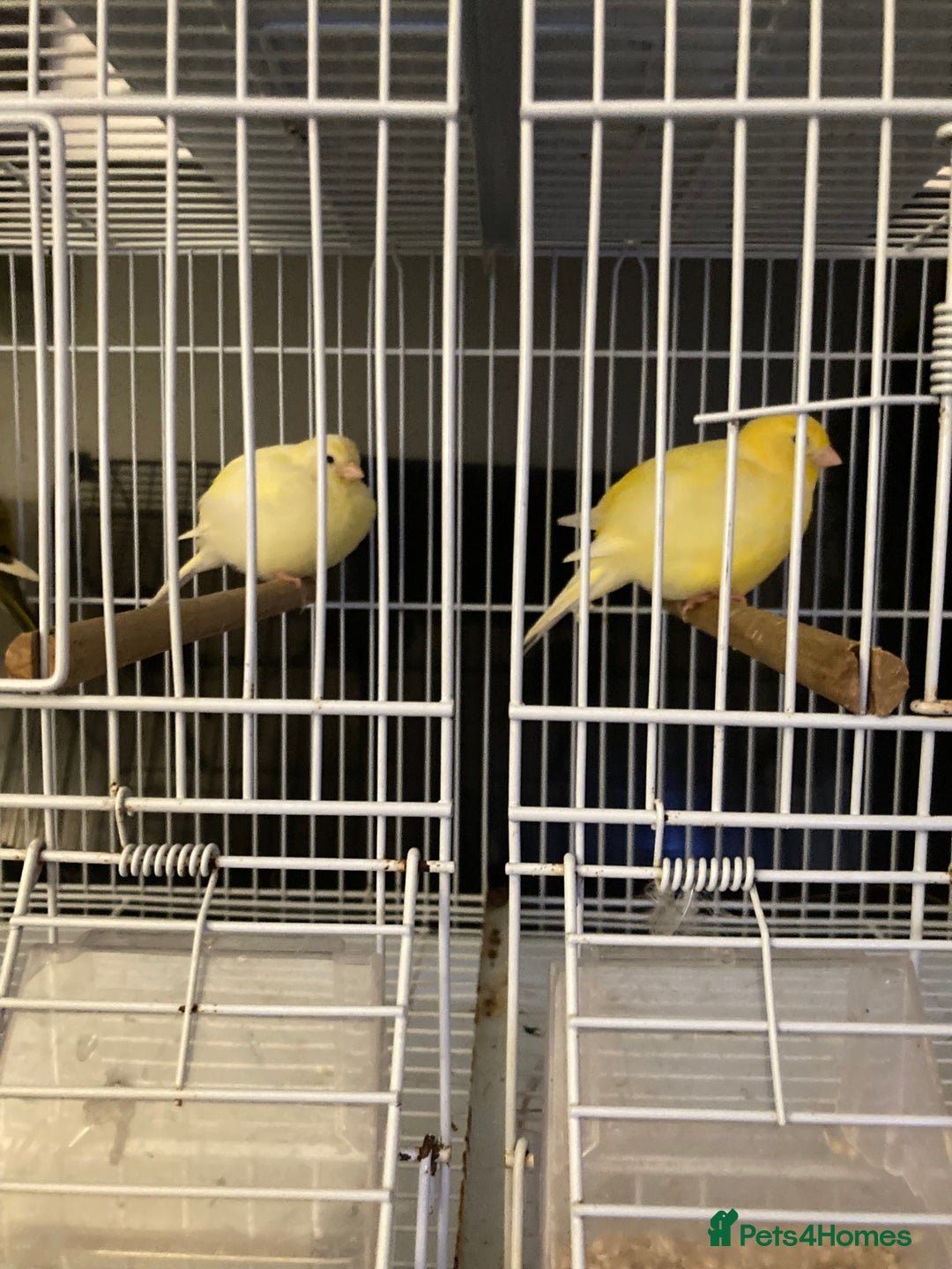 Canaries birds for sale: Canary’s and zebra finch - Image 3