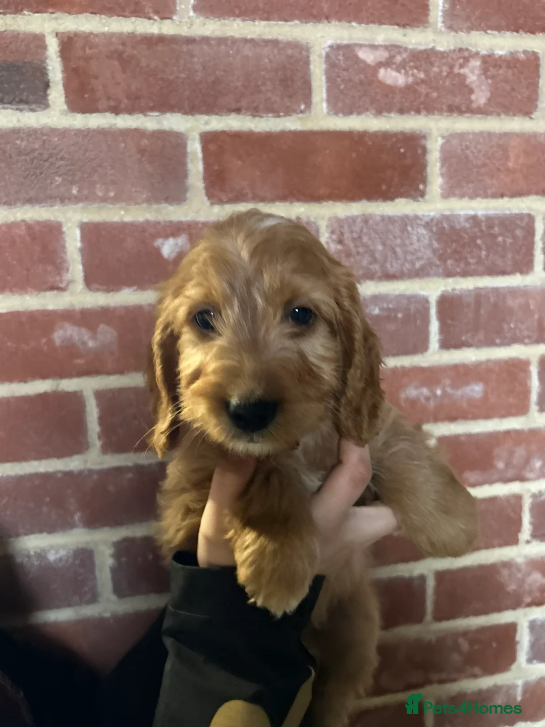 Cockapoo dogs for sale: F1 cockapoos  - Advert 7