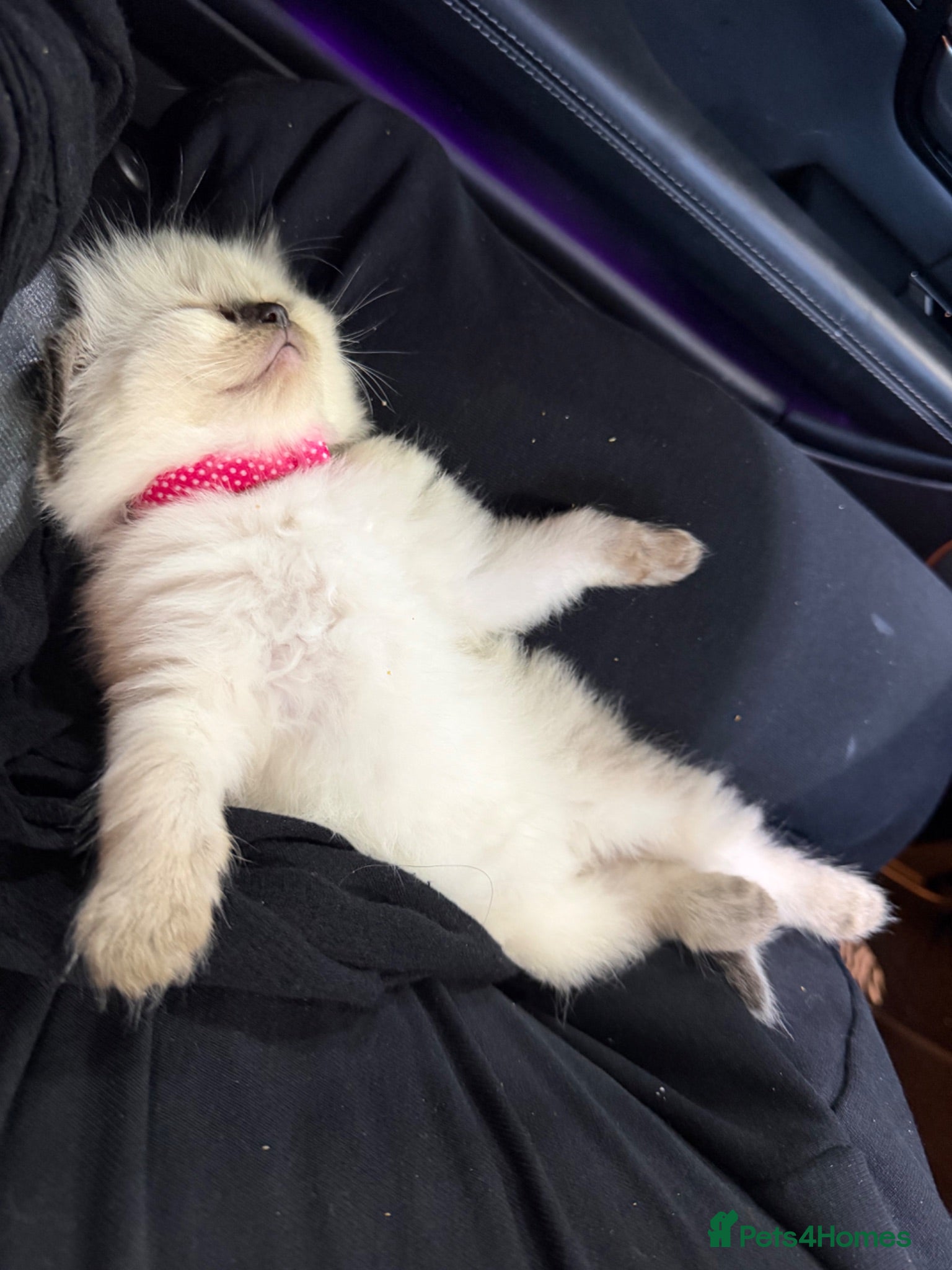 Ragdoll cats Ragdoll kittens for sale - Advert 2