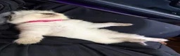 Ragdoll cats for sale: Ragdoll kittens for sale - Advert 2