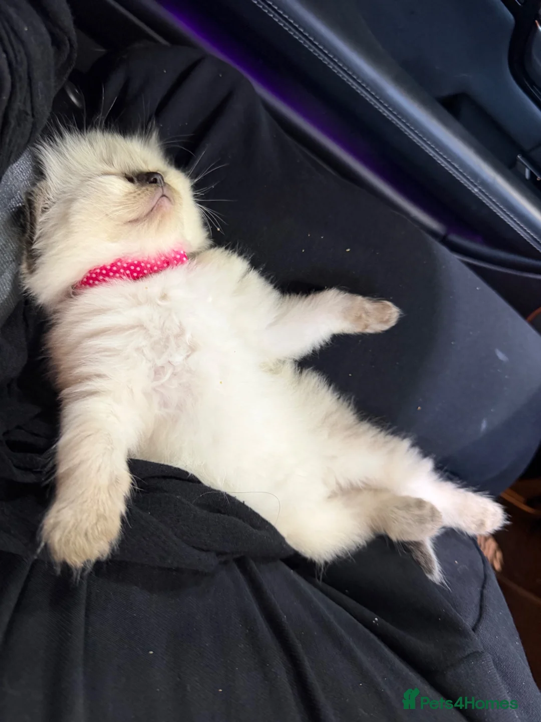 Ragdoll cats for sale: Ragdoll kittens for sale - Advert 2