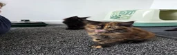 Maine Coon cats for sale: Maine coon pedigree kittens  - Advert 9