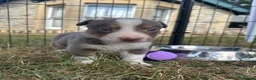 Border Collie dogs for sale: Beautiful Border Collie Puppies  - Advert 32