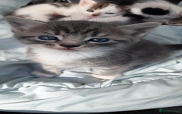Mixed Breed cats for sale: Beautiful mixed kittens(only 1 boy left) - Image 1