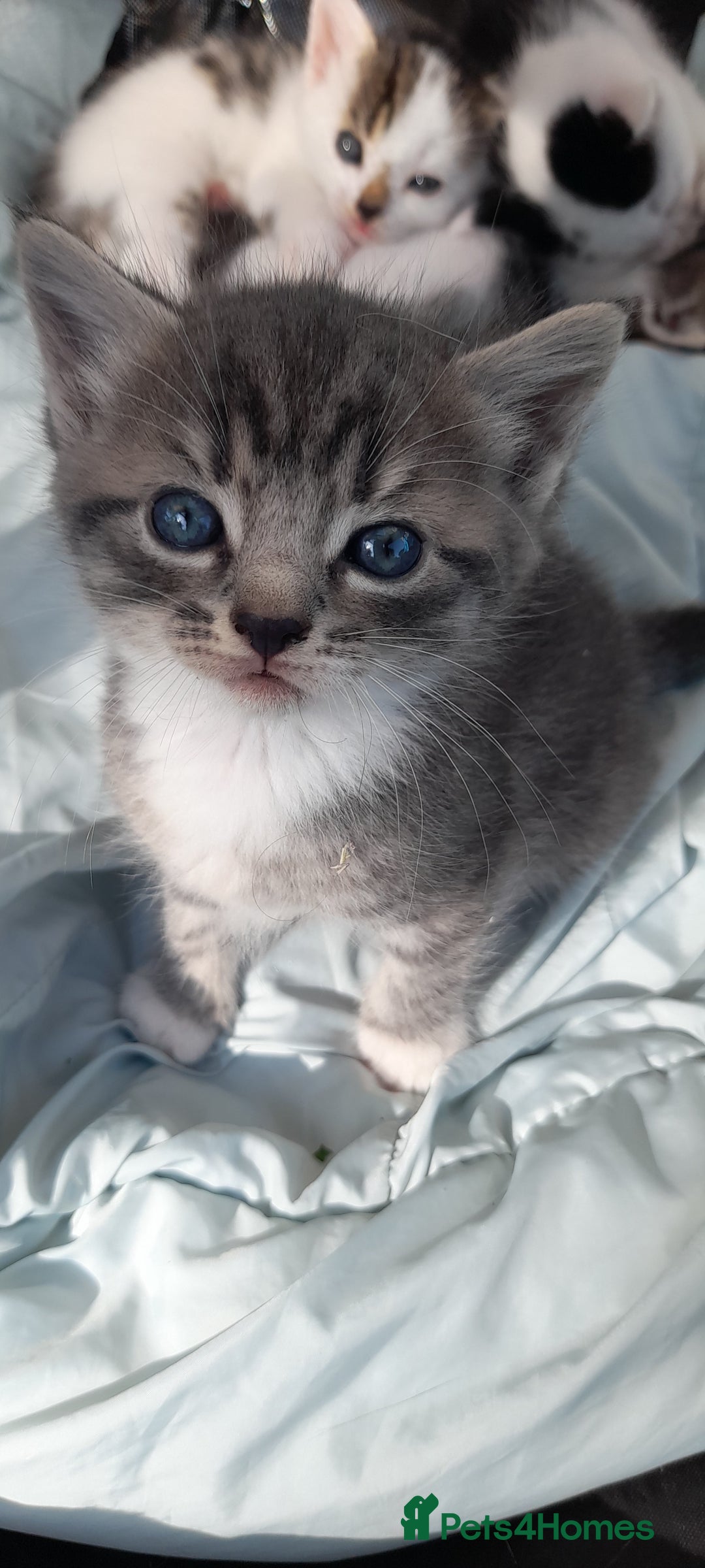 Mixed Breed cats for sale: Beautiful mixed kittens(only 1 boy left) - Image 1