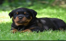 Rottweiler dogs for stud: Onex de Tierra Ibera now available for stud in Newark - Image 35