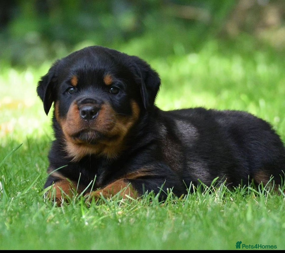 Rottweiler dogs for stud: Onex de Tierra Ibera now available for stud in Newark - Image 35
