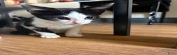 Mixed Breed cats for sale: Little ones are looking for loving home - Advert 4