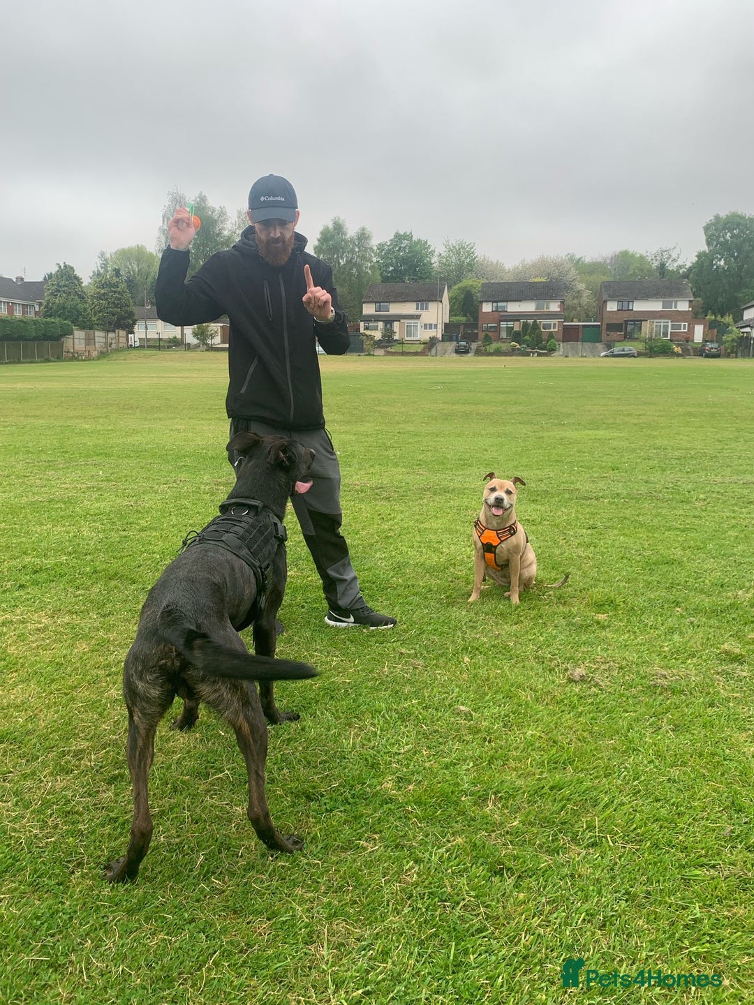 Mixed Breed dogs for sale: 2 year old Belgian Malinois cross (Ivar) - Advert 8