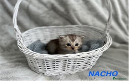Persian cats for sale: Absolutely Stunning litter of Persian/Ragdolls - Image 10