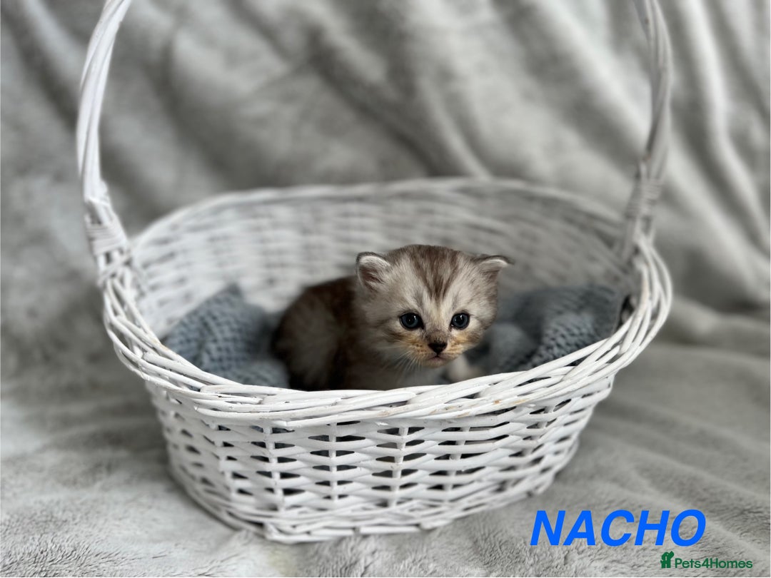 Persian cats for sale: Absolutely Stunning litter of Persian/Ragdolls - Image 10