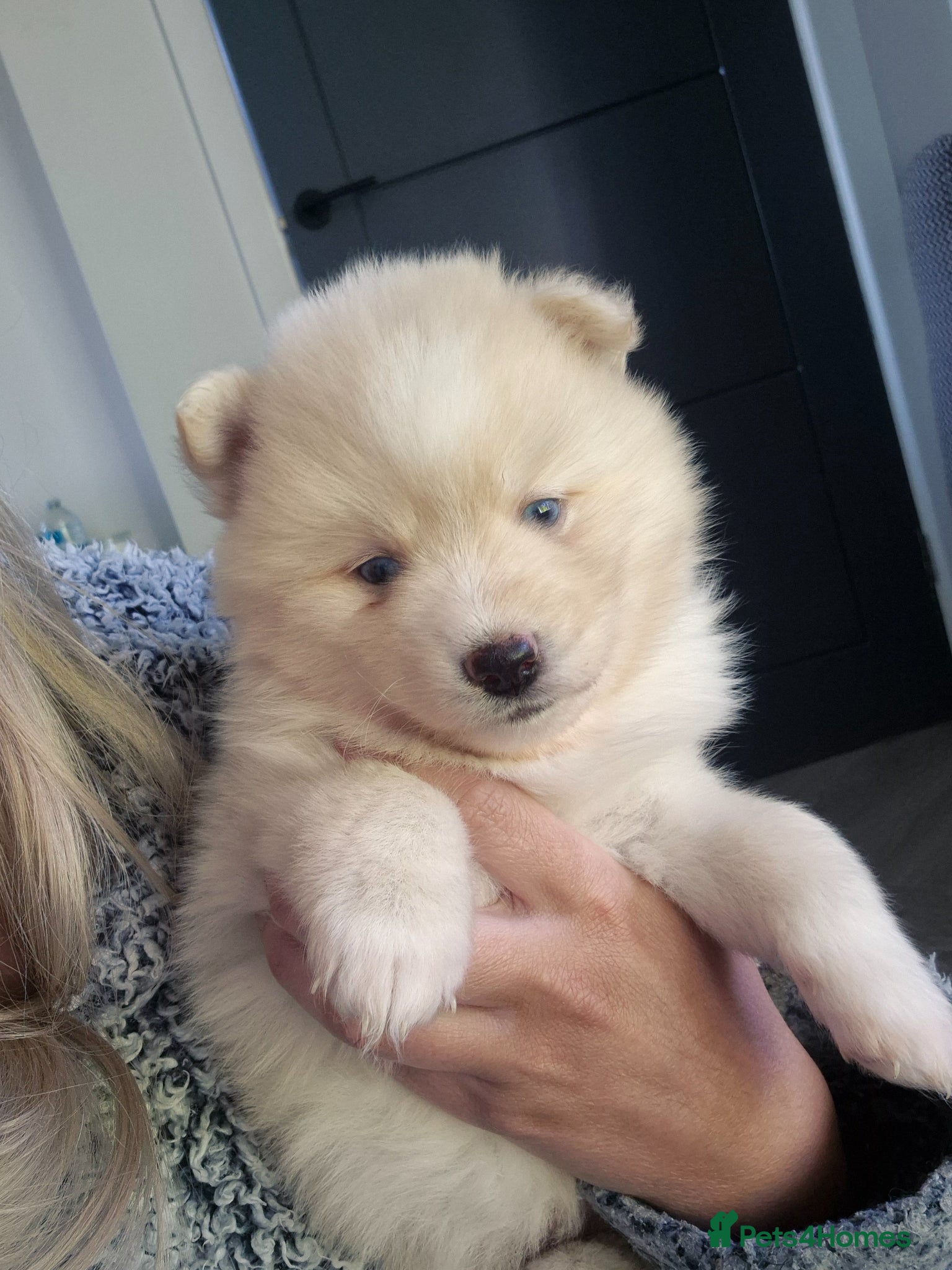 Pomsky dogs Toy size pomsky puppies  - Advert 2