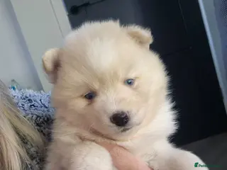 Pomsky dogs Toy size pomsky puppies - Advert 2