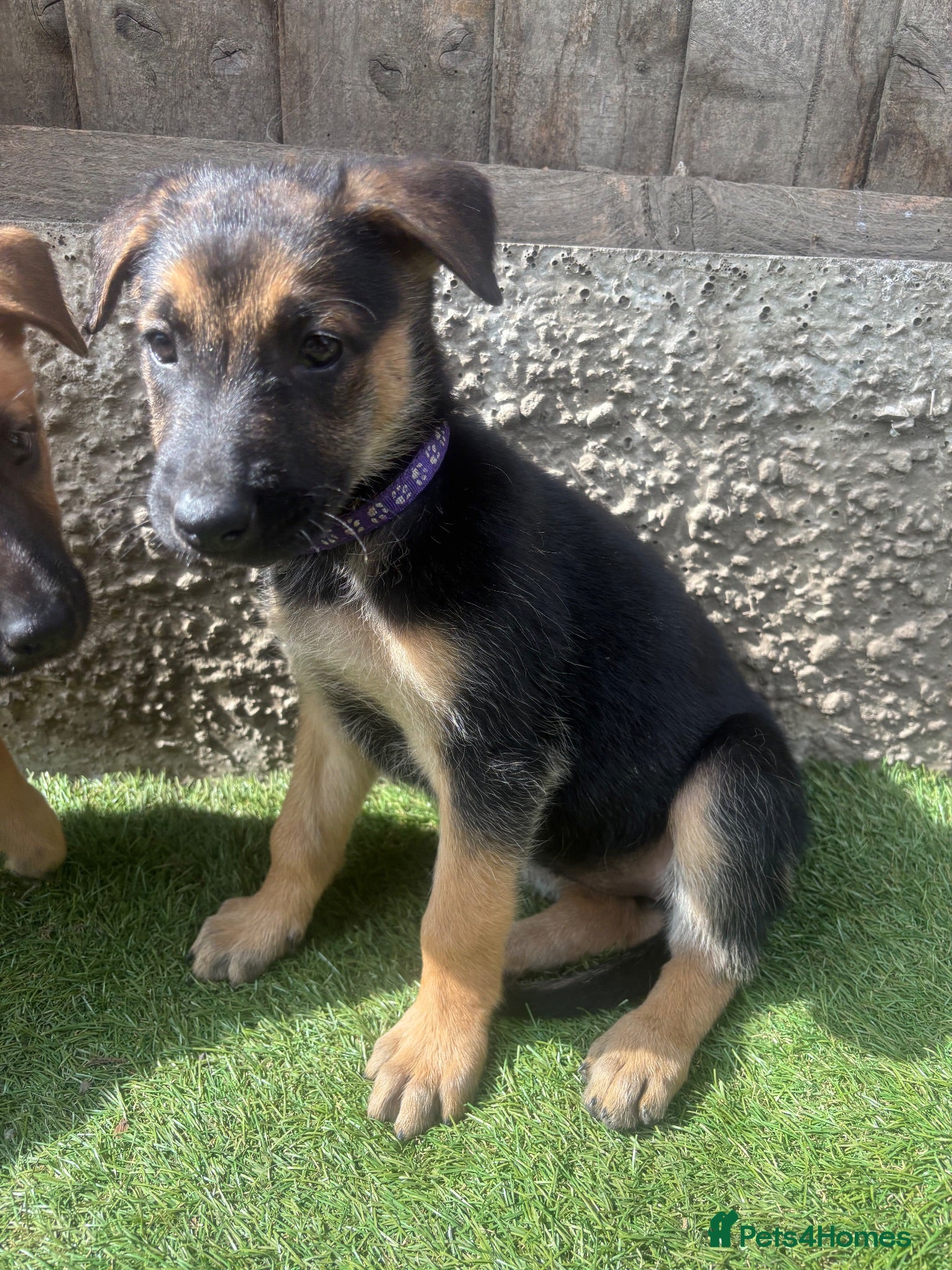 German Shepherd dogs Last female Dutch X German Shepherd pups - Advert 11